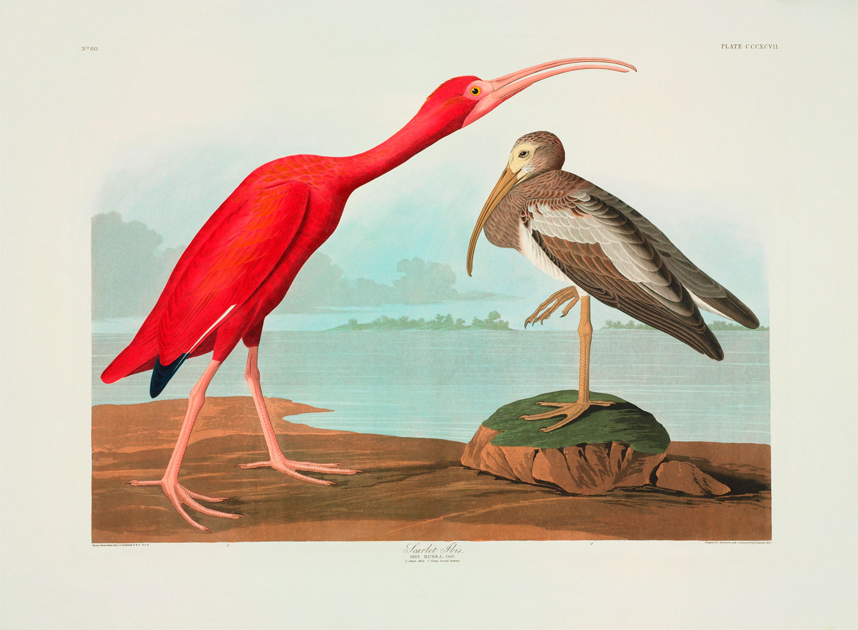 ジョン・オーデュボン　『アメリカの鳥』 ©The Trustees of the Natural History Museum, London
