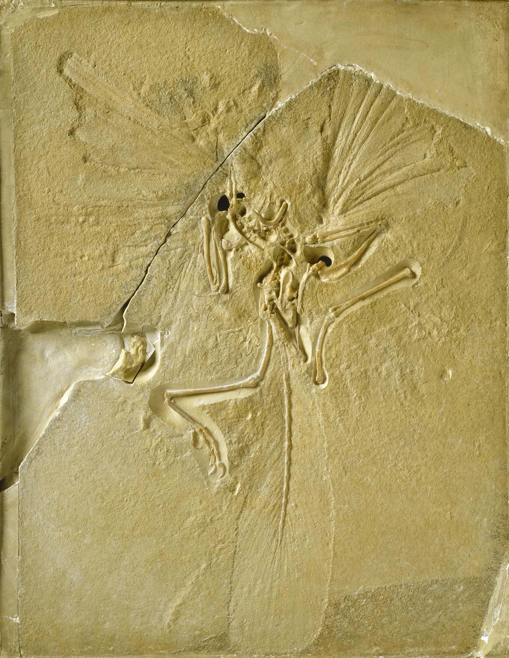 始祖鳥 ©The Trustees of the Natural History Museum, London