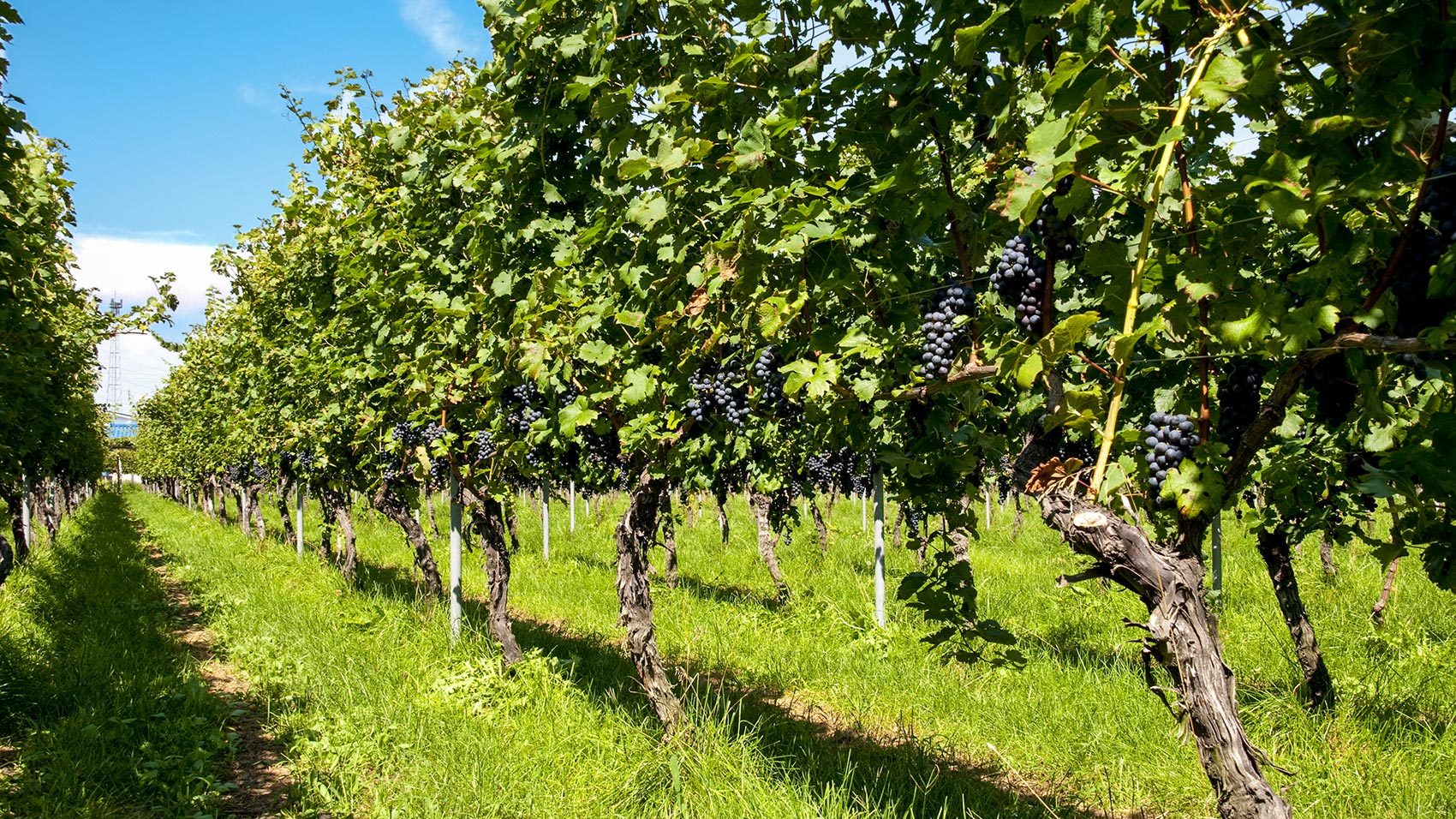井筒ワインの自社ぶどう農園。その広さは延べ18ヘクタール（約5万4,000坪）にも及ぶ。